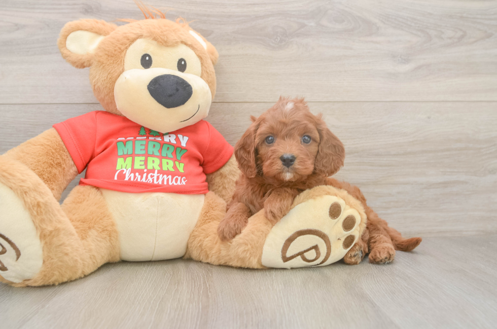 5 week old Cavapoo Puppy For Sale - Florida Fur Babies