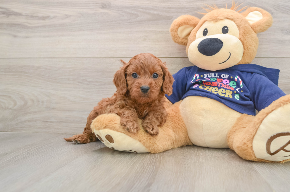 5 week old Cavapoo Puppy For Sale - Florida Fur Babies