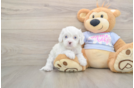 Cavapoo Puppy for Adoption