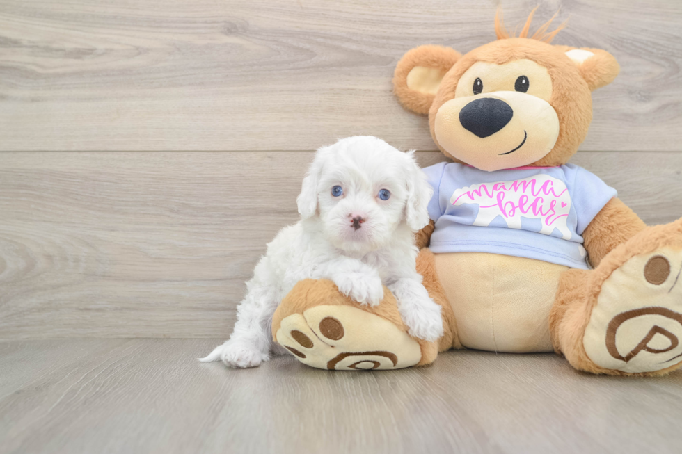 Cavapoo Puppy for Adoption