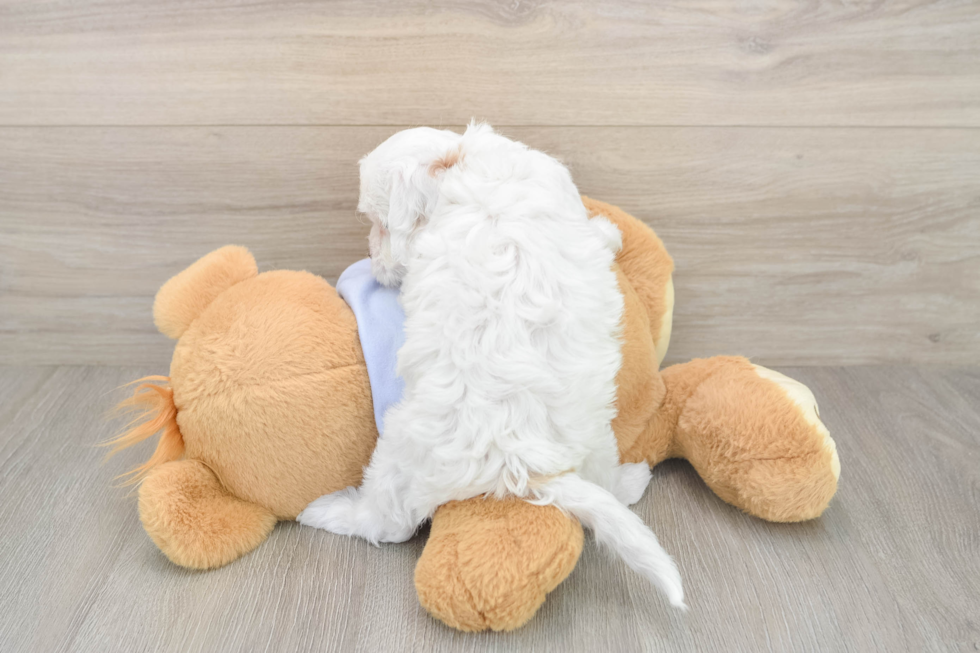 Adorable Cavalier King Charles Spaniel and Poodle Mix Poodle Mix Puppy