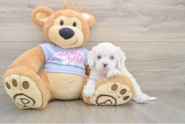 Best Cavapoo Baby