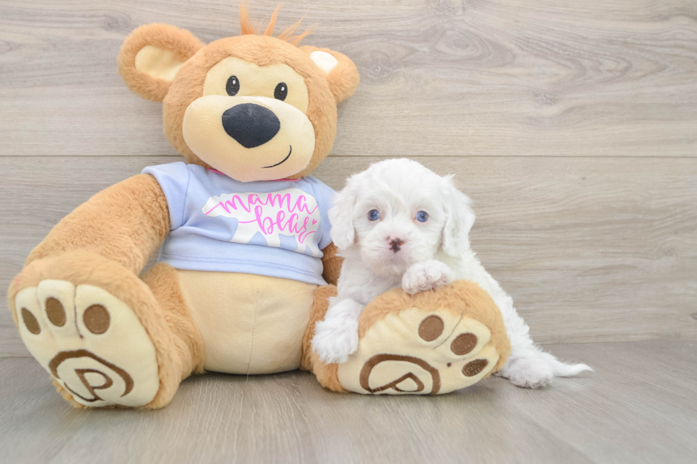 Best Cavapoo Baby