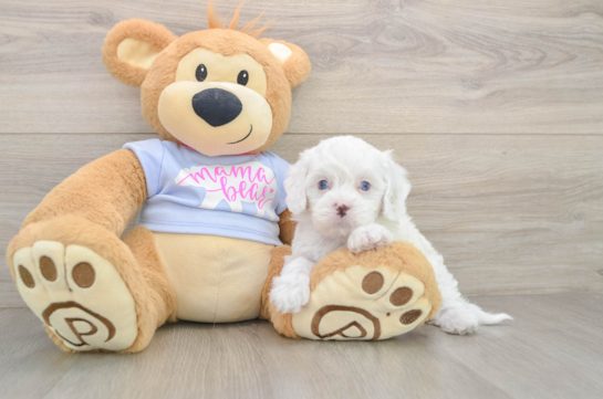 Best Cavapoo Baby