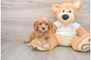 Cavapoo Puppy for Adoption