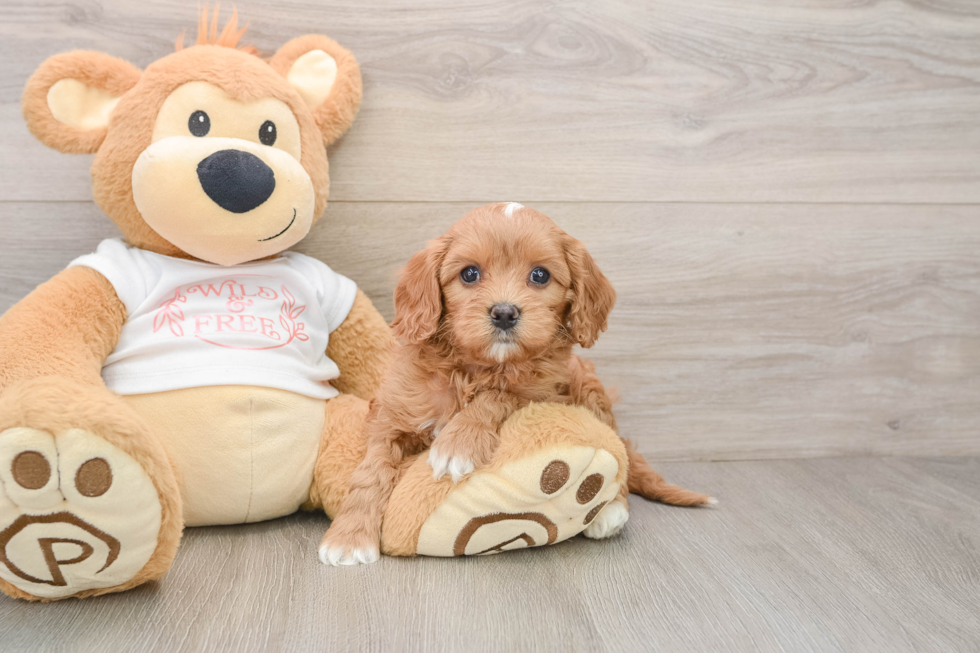 Little Cavipoo Poodle Mix Puppy