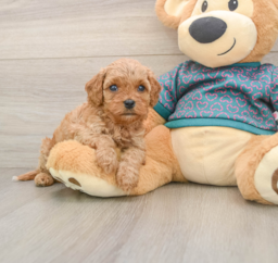 7 week old Cavapoo Puppy For Sale - Florida Fur Babies