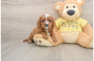 Cavapoo Pup Being Cute