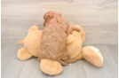 Best Cavapoo Baby