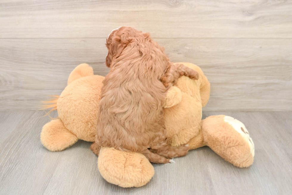 Best Cavapoo Baby
