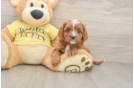 Cavapoo Puppy for Adoption