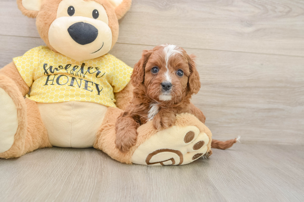 Cavapoo Puppy for Adoption