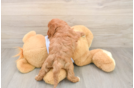 Happy Cavapoo Baby