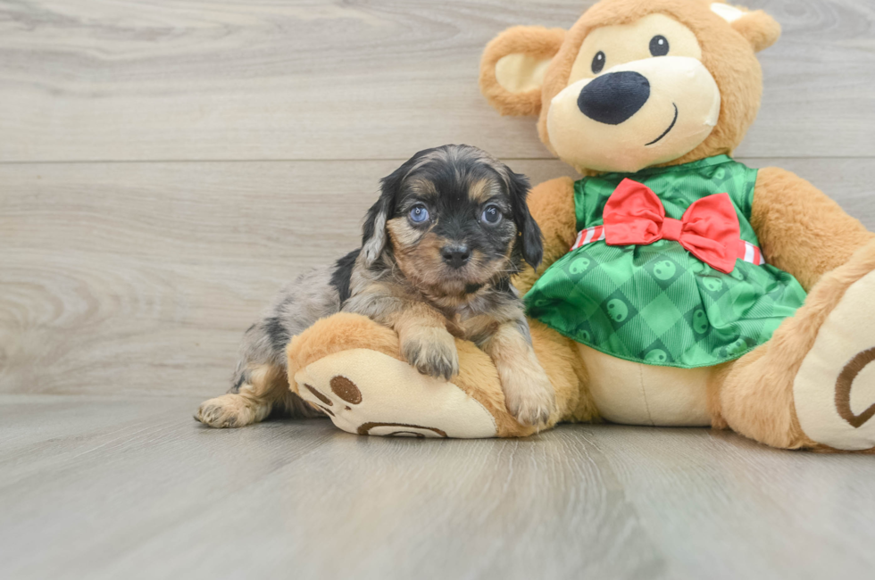 5 week old Cavapoo Puppy For Sale - Florida Fur Babies