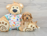 8 week old Cavapoo Puppy For Sale - Florida Fur Babies