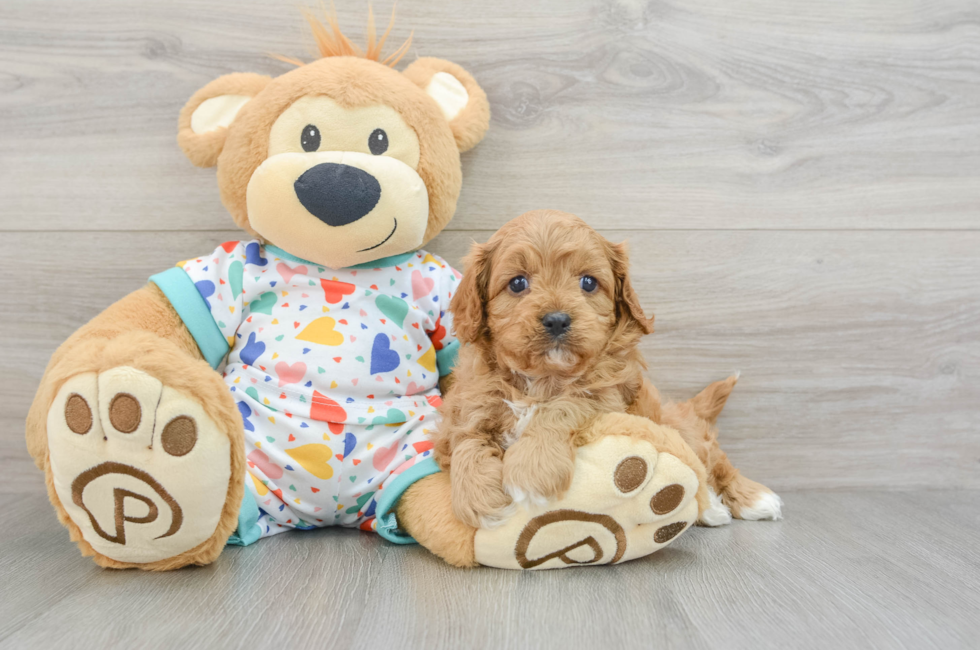 6 week old Cavapoo Puppy For Sale - Florida Fur Babies