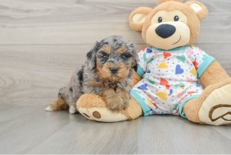 Popular Cavapoo Poodle Mix Pup