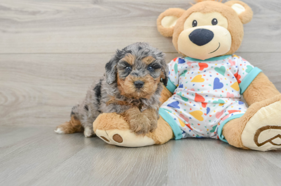 5 week old Cavapoo Puppy For Sale - Florida Fur Babies