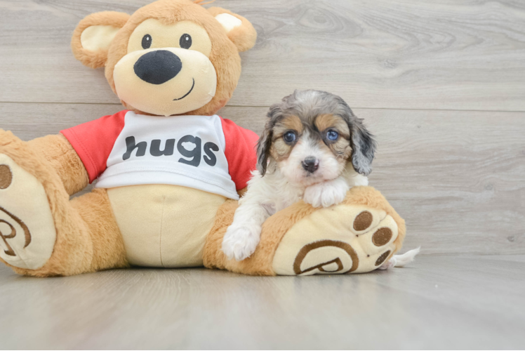 Hypoallergenic Cavadoodle Poodle Mix Puppy