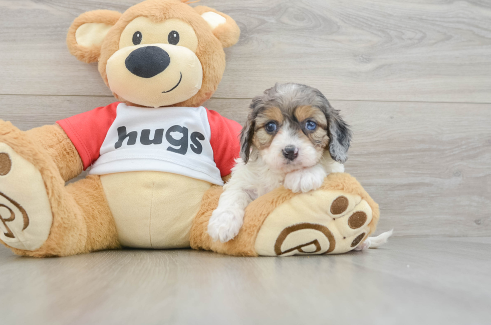7 week old Cavapoo Puppy For Sale - Florida Fur Babies