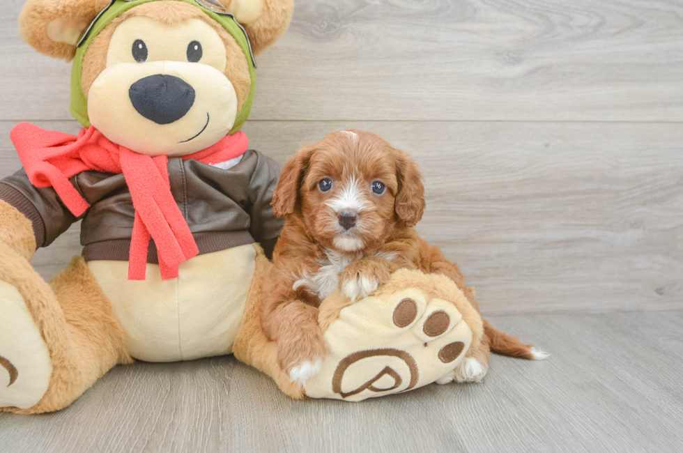 5 week old Cavapoo Puppy For Sale - Florida Fur Babies