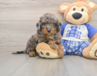 7 week old Cavapoo Puppy For Sale - Florida Fur Babies