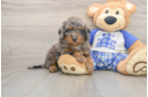 Playful Cavapoodle Poodle Mix Puppy