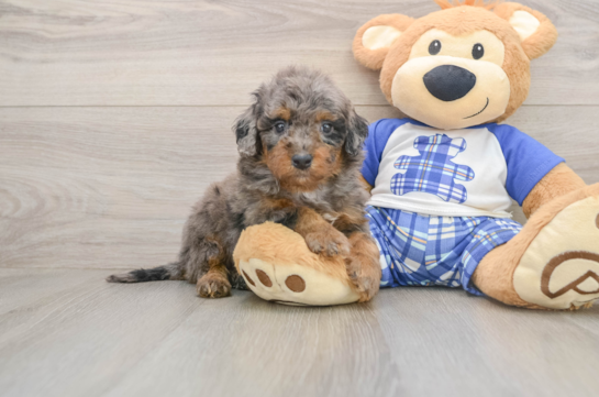Playful Cavapoodle Poodle Mix Puppy