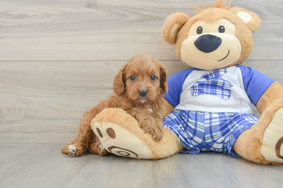 Cavapoo Pup Being Cute