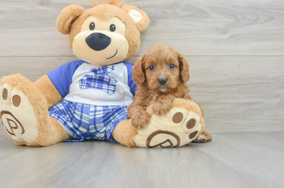 6 week old Cavapoo Puppy For Sale - Florida Fur Babies