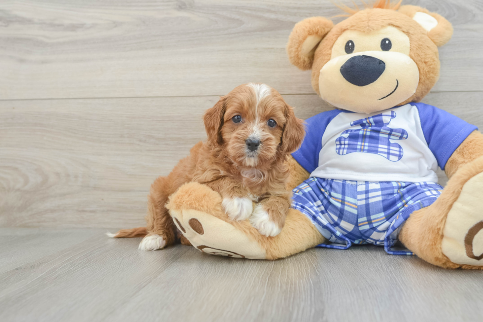 Best Cavapoo Baby