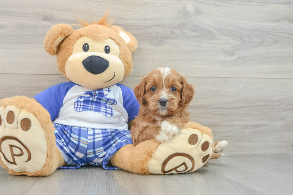 Cute Cavapoo Baby