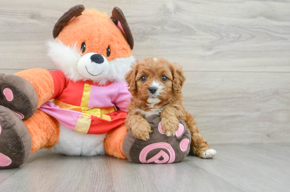 5 week old Cavapoo Puppy For Sale - Florida Fur Babies