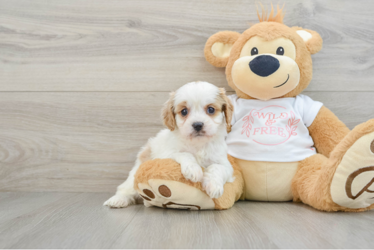 Petite Cavapoo Poodle Mix Pup