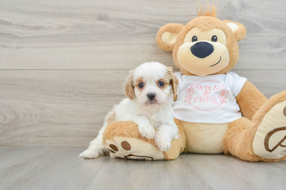 5 week old Cavapoo Puppy For Sale - Florida Fur Babies