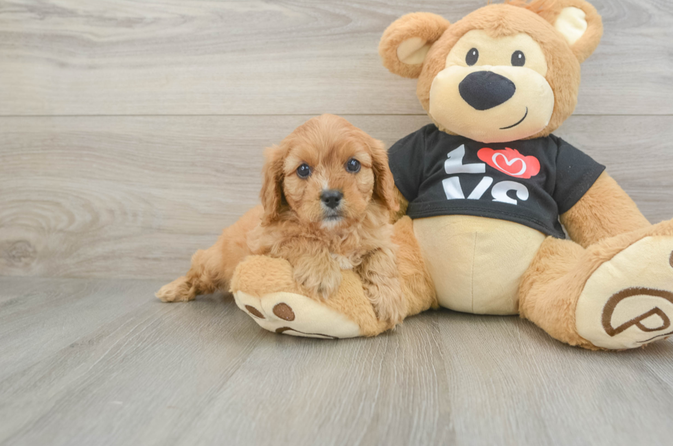 6 week old Cavapoo Puppy For Sale - Florida Fur Babies