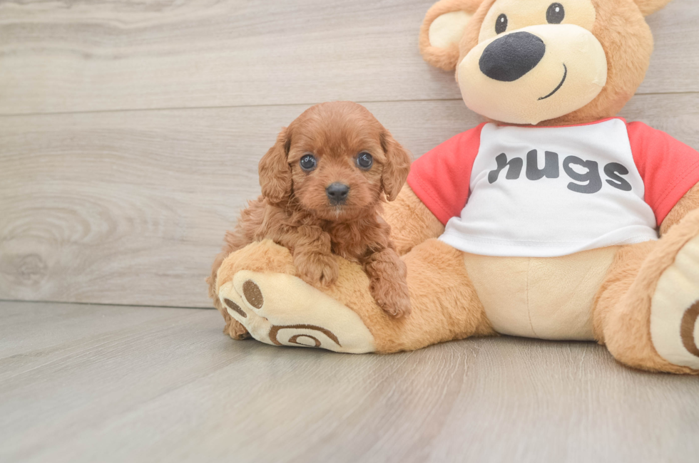 6 week old Cavapoo Puppy For Sale - Florida Fur Babies