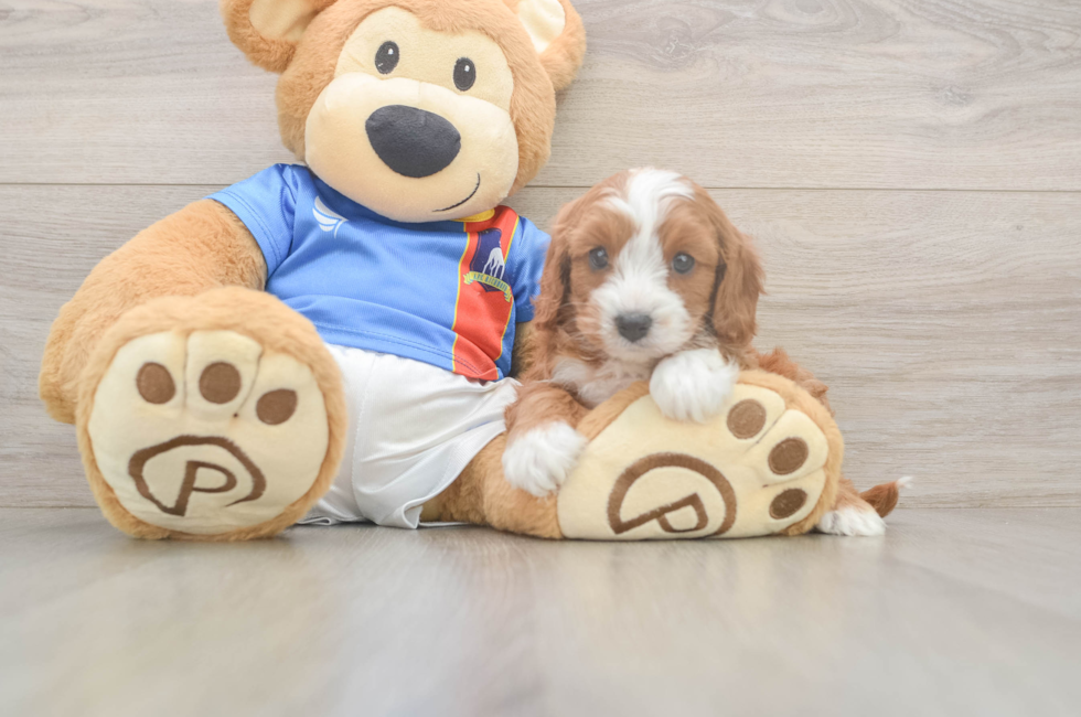 5 week old Cavapoo Puppy For Sale - Florida Fur Babies
