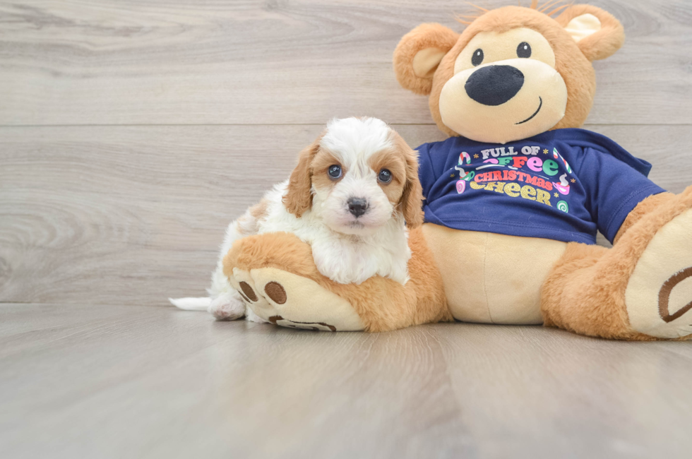 6 week old Cavapoo Puppy For Sale - Florida Fur Babies