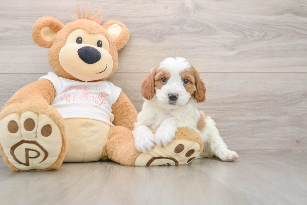 Cavapoo Puppy for Adoption