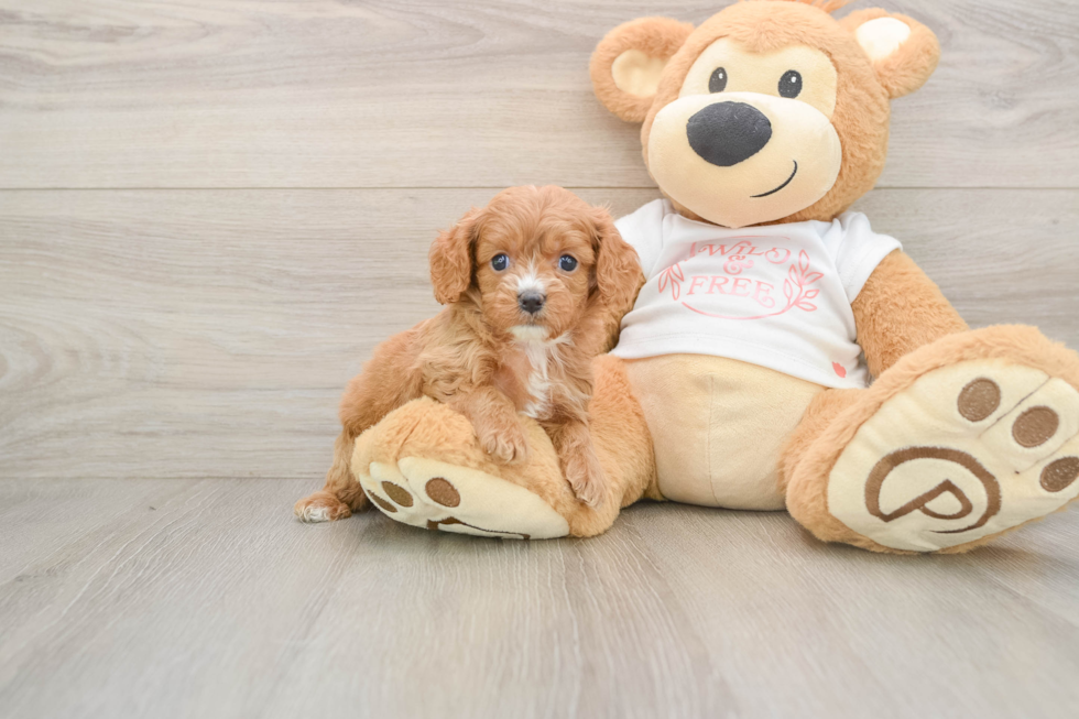 Cavapoo Pup Being Cute