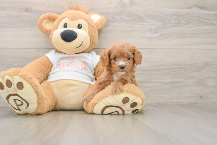 Cavapoo Pup Being Cute