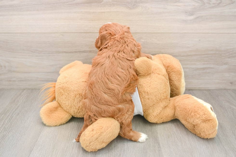 Sweet Cavapoo Baby