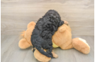 Sweet Cavapoo Baby