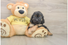 Cavapoo Puppy for Adoption