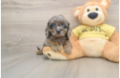 Little Cavipoo Poodle Mix Puppy