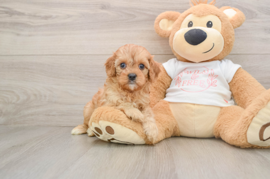 Cavapoo Pup Being Cute