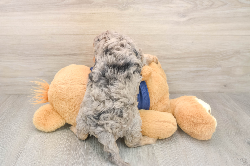 Best Cavapoo Baby