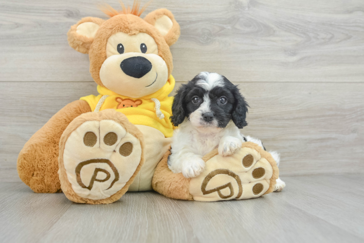 Happy Cavapoo Baby