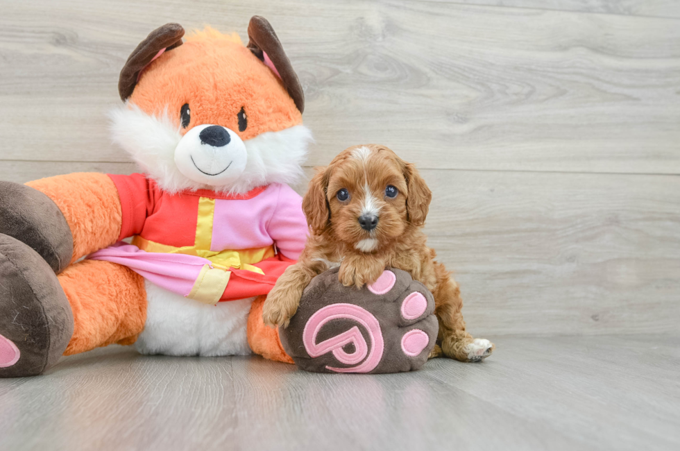 5 week old Cavapoo Puppy For Sale - Florida Fur Babies